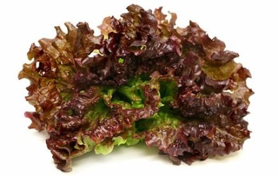 lechuga romana